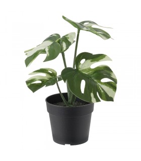 بوته گیاه پتوس ابلق ایکیا مدل FEJKA