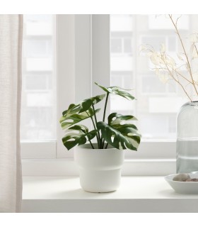 بوته گیاه پتوس ابلق ایکیا مدل FEJKA