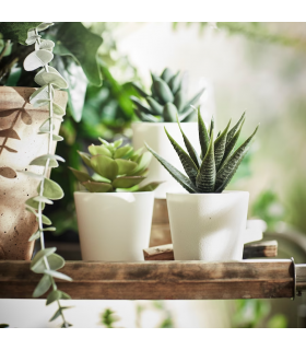 کاکتوس ایکیا مدل FEJKA ست 3 تایی