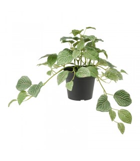 بوته گیاه فیتونیا یا برگ موزاییکی ایکیا مدل FEJKA