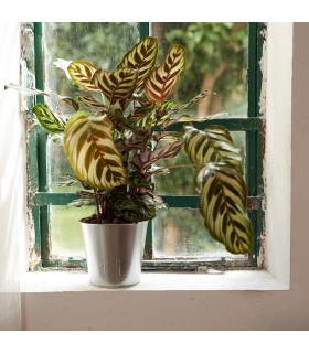 گلدان گالوانیزه ایکیا مدل ÅKERBÄR