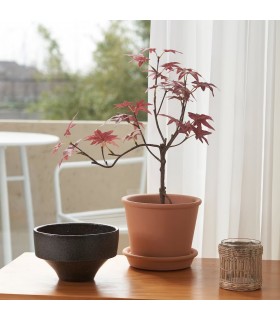 بوته درخت افرا ایکیا مدل FEJKA