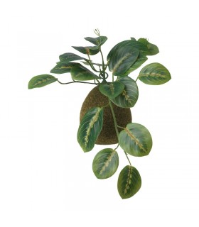 بوته پتوس خزه ایی ایکیا مدل FEJKA