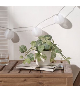 بوته گیاه فیتونیا یا برگ موزاییکی ایکیا مدل FEJKA