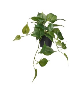 بوته گیاه سبز پتوس ایکیا مدل FEJKA