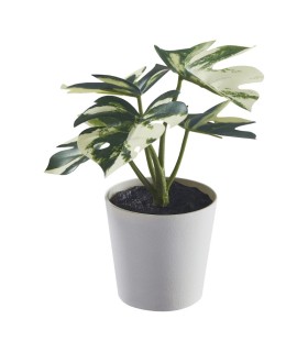 بوته مونسترا ایکیا مدل FEJKA