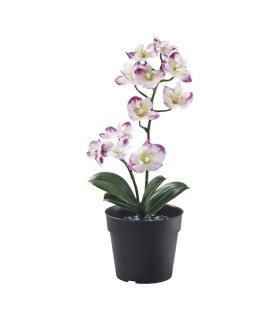 بوته گل ارکیده بنفش ایکیا مدل FEJKA