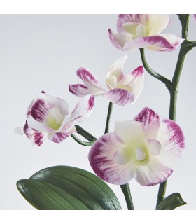 بوته گل ارکیده بنفش ایکیا مدل FEJKA