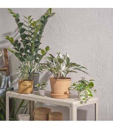 بوته کالاتیا ایکیا مدل FEJKA