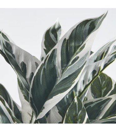 بوته کالاتیا ایکیا مدل FEJKA