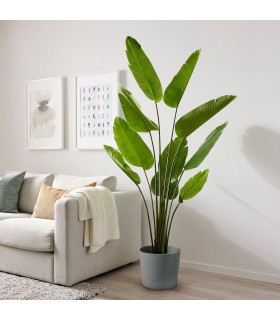 درختچه پرنده بهشتی ایکیا مدل FEJKA