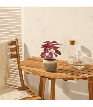 بوته گزنه ایکیا مدل FEJKA