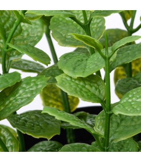 بوته نعناع ایکیا مدل FEJKA