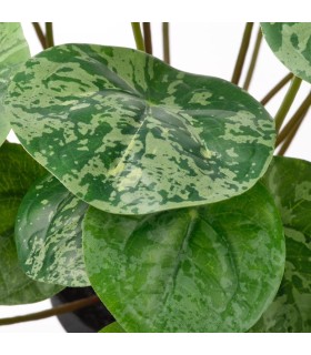 بوته گیاه پول چینی ایکیا مدل FEJKA