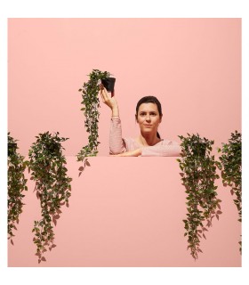 بوته پیچک مصنوعی ایکیا مدل FEJKA